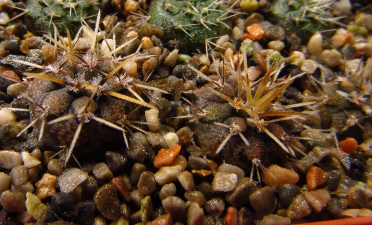 Gymnocalycium castellanosii ssp.ferocius VoS 10-858