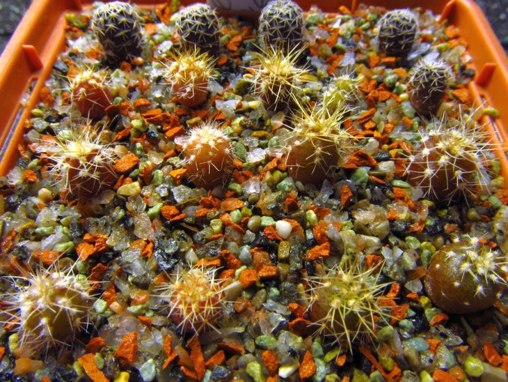 Gymnocalycium fleischerianum VoS 01-30