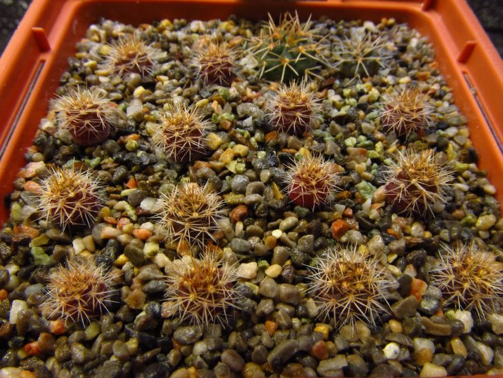 Frailea alexanderi V0S 06-303
