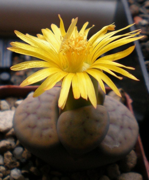 Lithops schwantesii v.marthae-С148.jpg