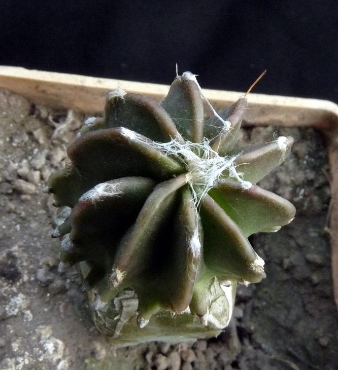 Astrophytum senile v. aureum aff ustkaman_6.12.JPG