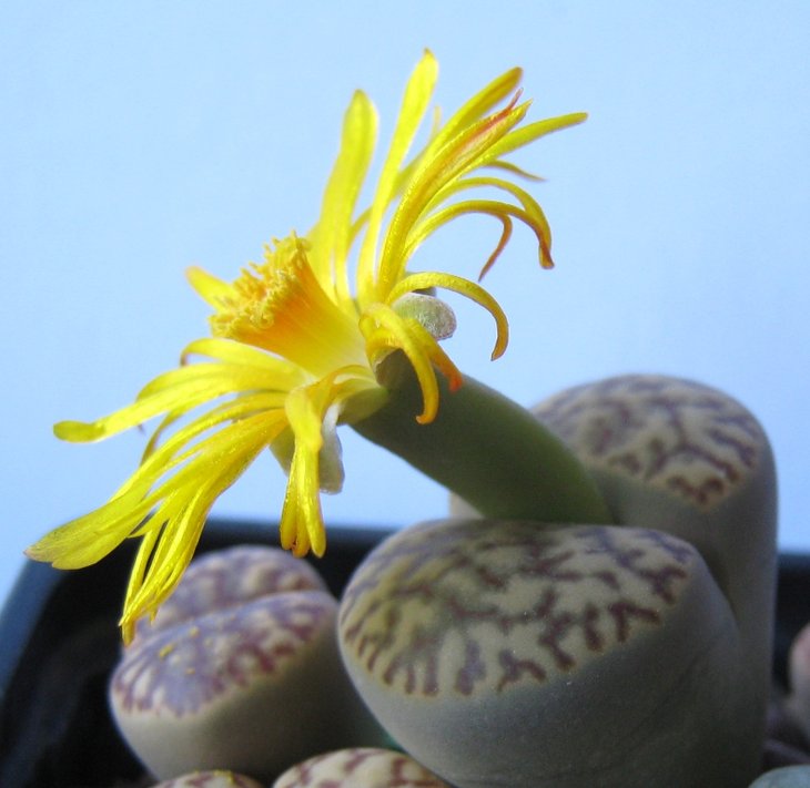 Lithops bromfieldii v. insularis.jpg