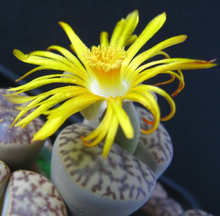 Lithops bromfieldii v. insularis1.jpg