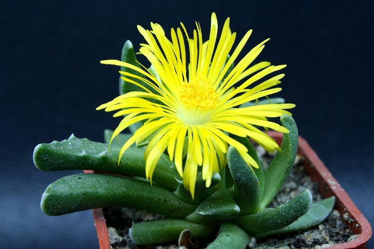 Faucaria paucidens-12-1 .JPG