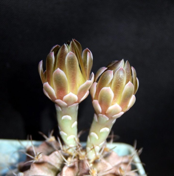 Gymnocalycium michanovichii f. filadelfiense_10y_buds_30.9.12.jpg