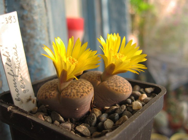 L.bromfieldii var.glaudinae.JPG