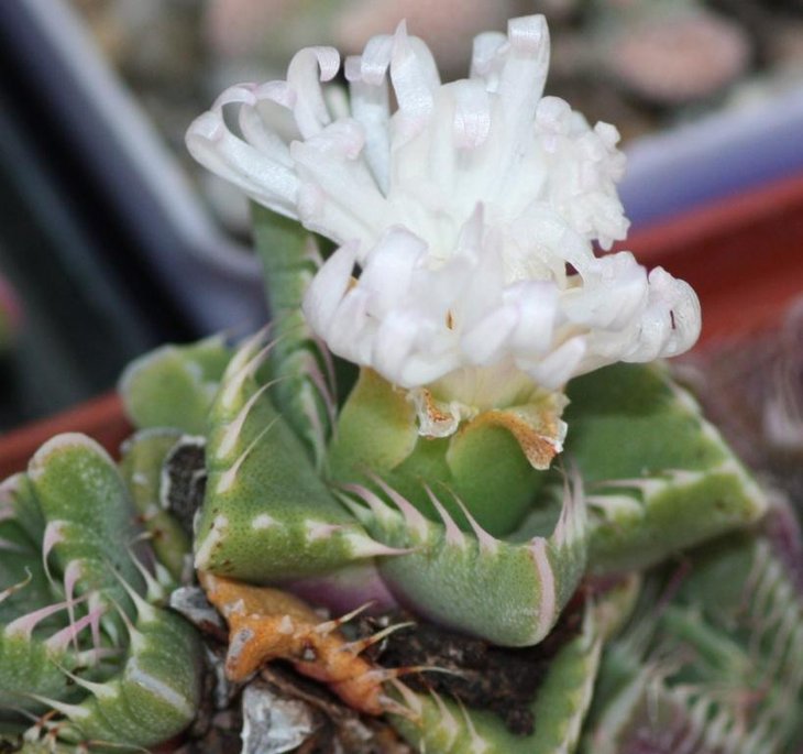 Faucaria candida.jpg