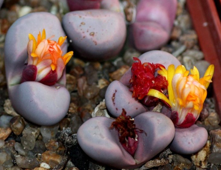 Lithops meyeri cv' Hammeruby'.jpg