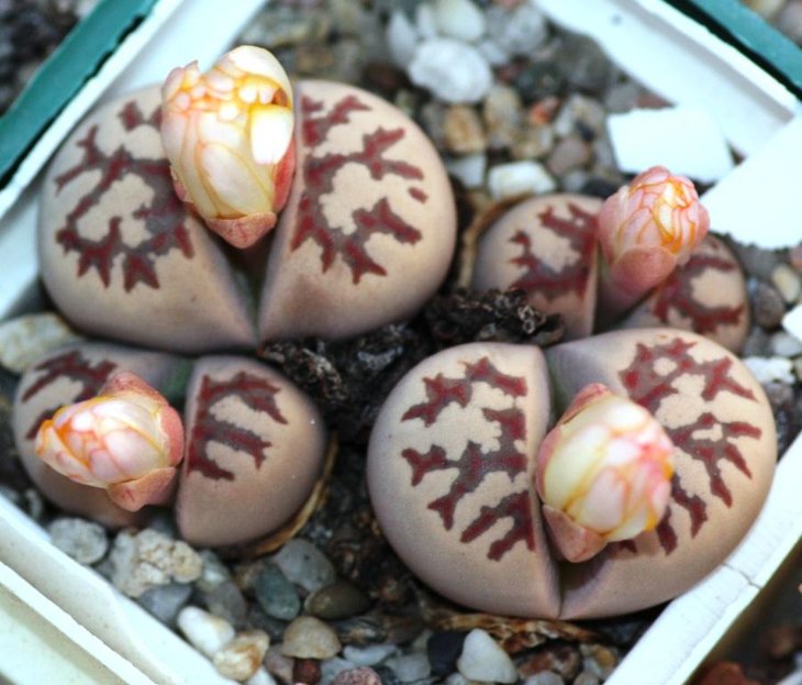 Lithops dorotheae.jpg