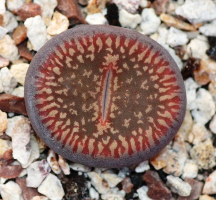 L aucampiae cv Red Danielskuil.jpg