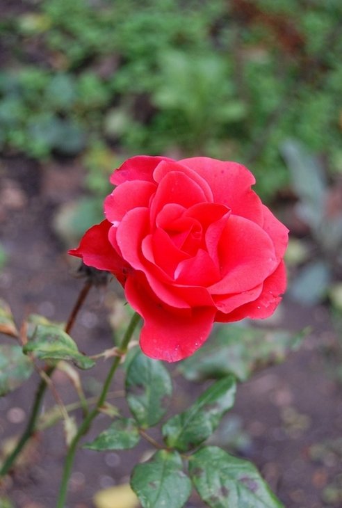 Red rose.jpg