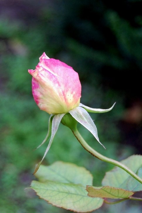 Multi-coloured bud.jpg