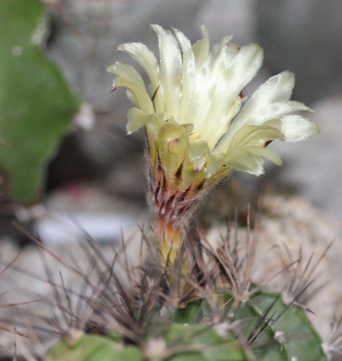 Astrophytum capricorne