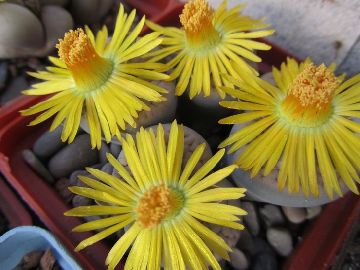 Lithops schwantesii var. urikosensis christinae C074.jpg