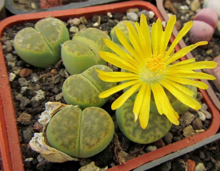 Lithops bromfieldii var. insularis cv. 'Sulphurea'.jpg
