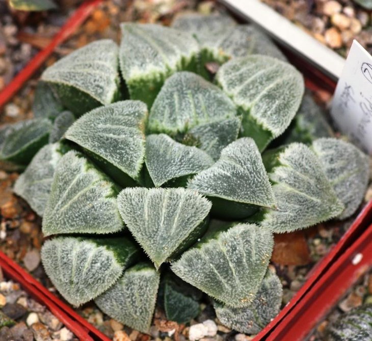 pygm cristal my plant.jpg