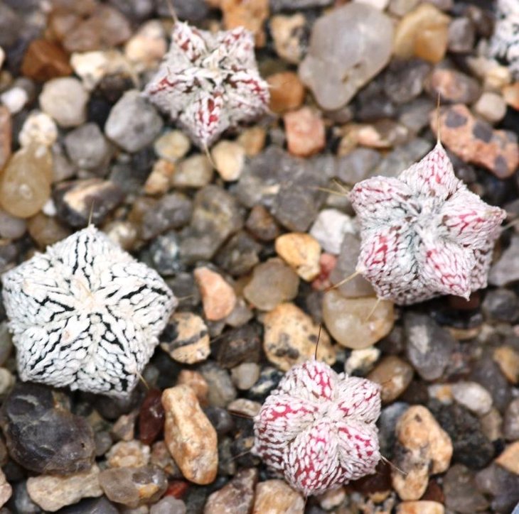 onzuka seedlings variegata.jpg