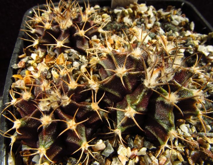 Gymnocalycium friedrichii cv. Violet фото от 13.10.12