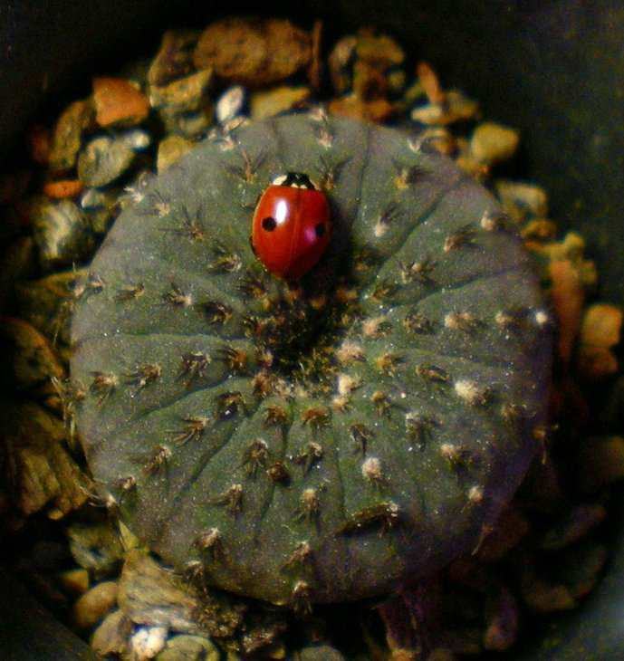 Frailea asterioides