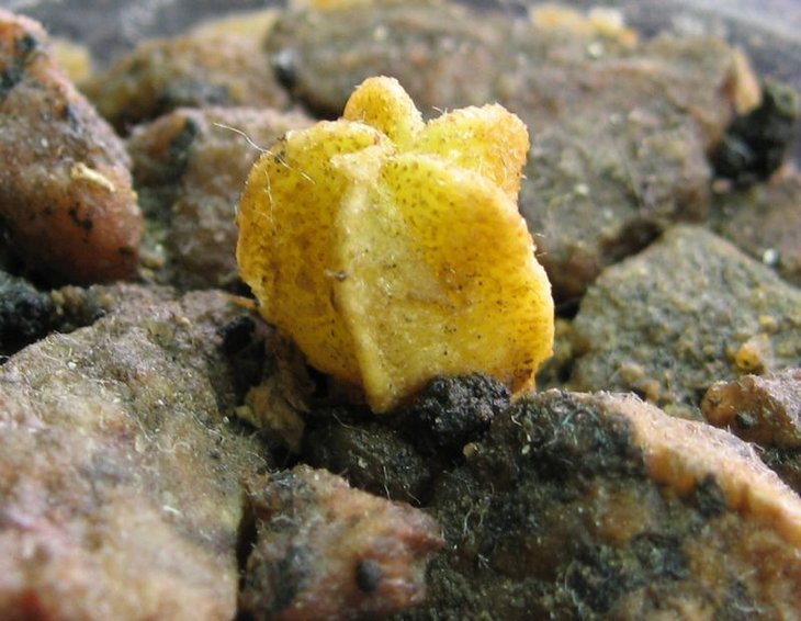 Astrophytum от Саши злого немца