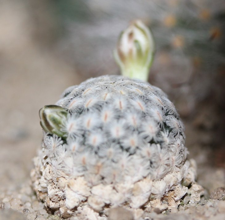 Mammillaria sanchez-mejoradae