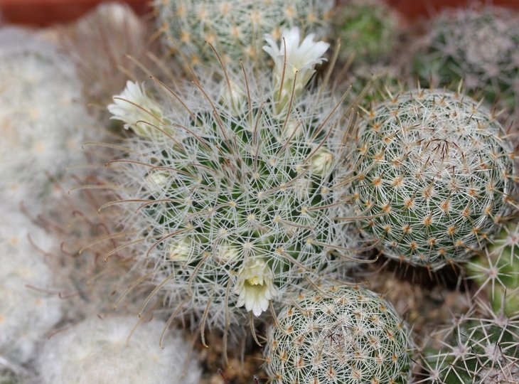 Mammillaria pennispinosa v. nazasensis ML617