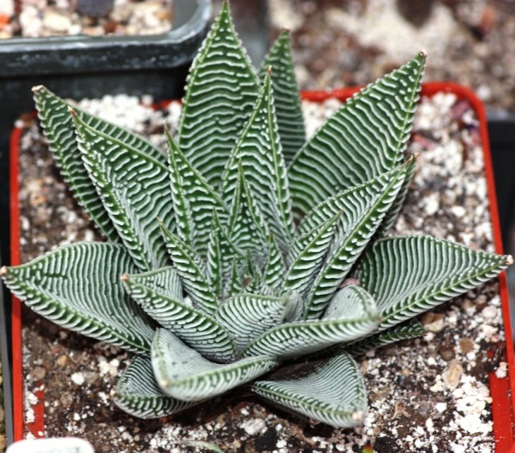 haw limif striata.jpg
