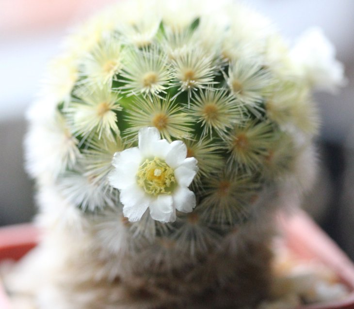 Mammillaria carmenae &quot;albiflora&quot;