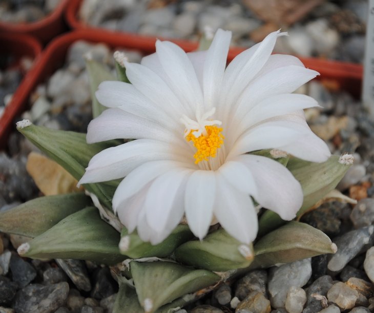 Ariocarpus retusus LH453