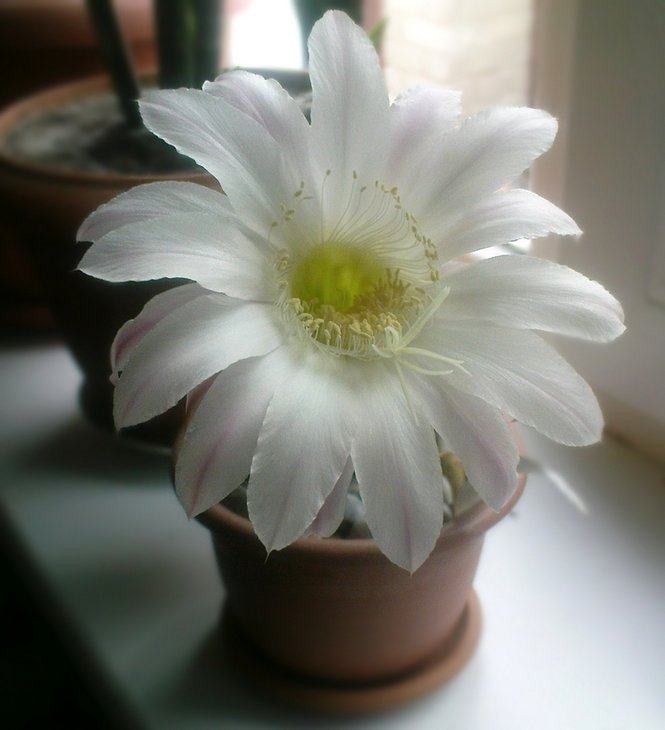 Echinopsis (гибрид)
