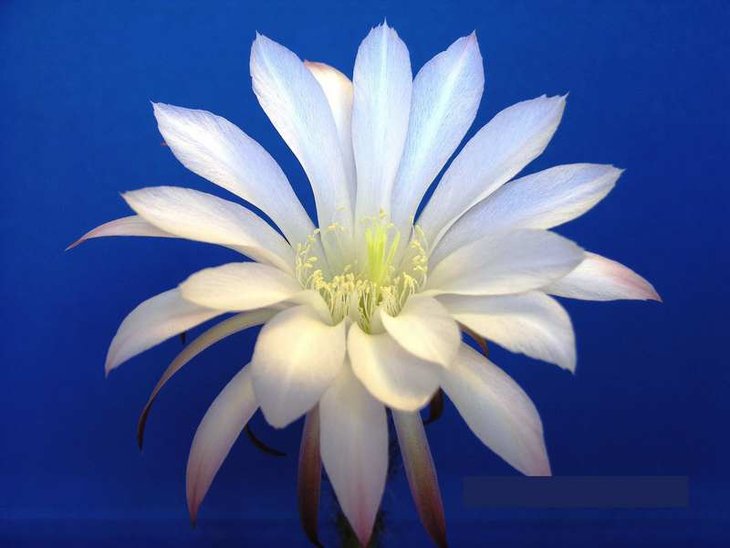 Echinopsis hybr