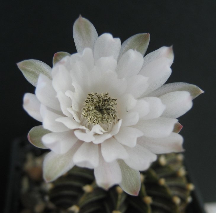 Gymnocalycium friedrichii LB2178 Agua dulce