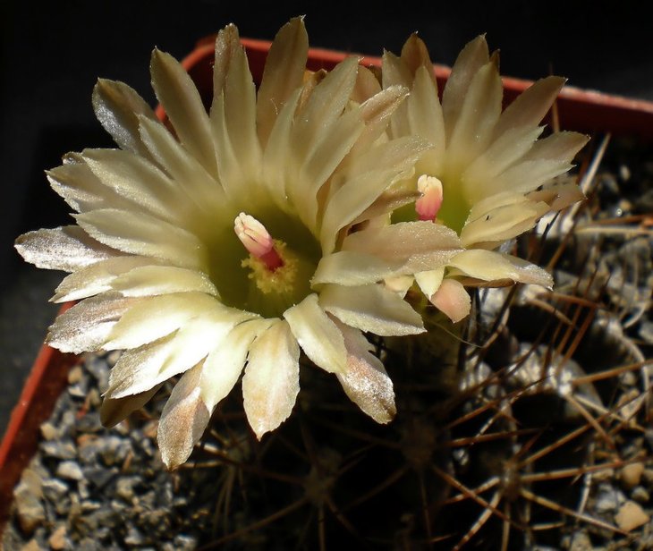 Pyrrhocactus chorosensis