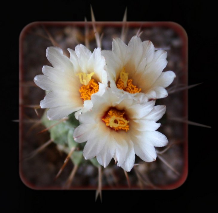 Strombocactus disciformis