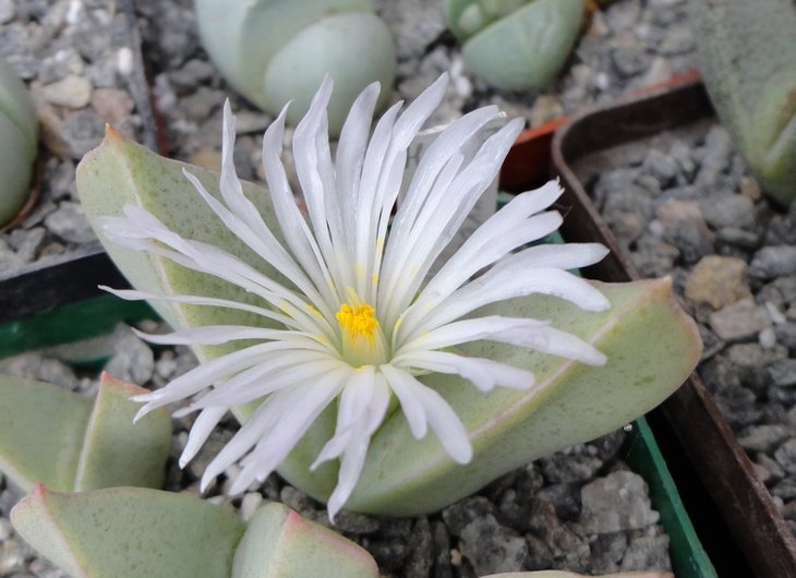 Herreanthus meyeri