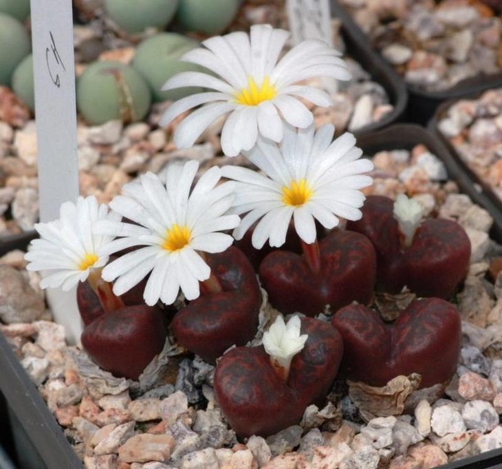 Conophytum neohallii TS 459