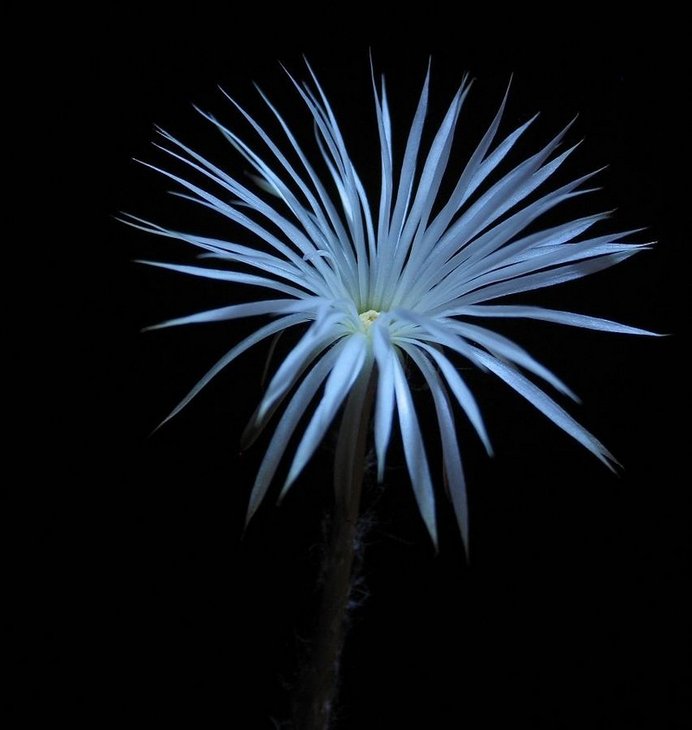Setiechinopsis mirabilis