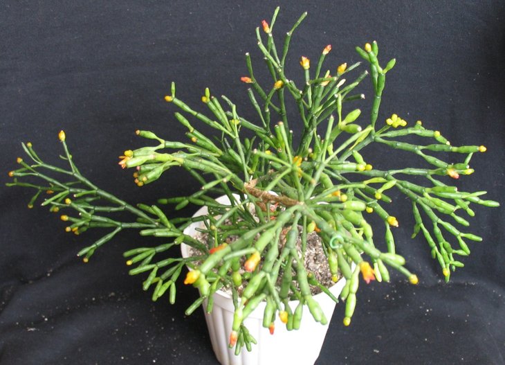 Hatiora salicornoides1.jpg