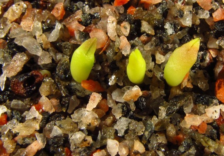Astrophytum caput medusae