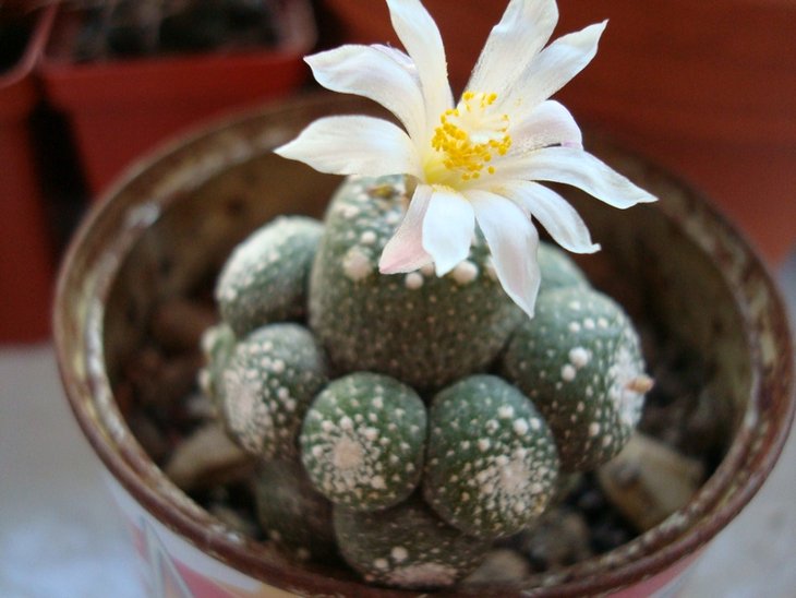 Blossfeldia liliputana