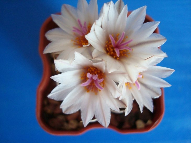 Turbinicarpus macrochele