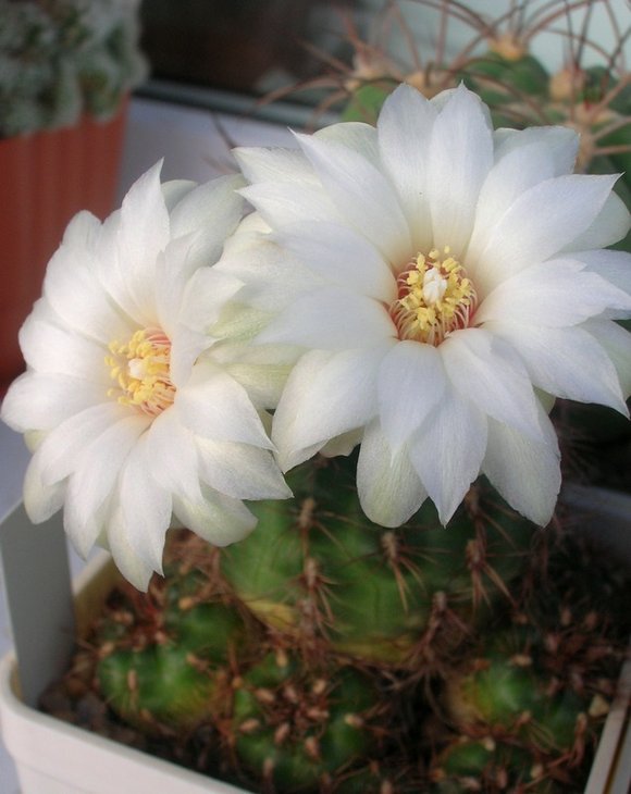 Gymnocalycium mesopotamicum