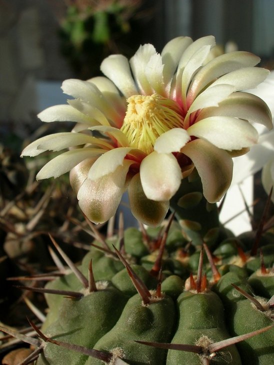 Gymnocalycium ochoterenae