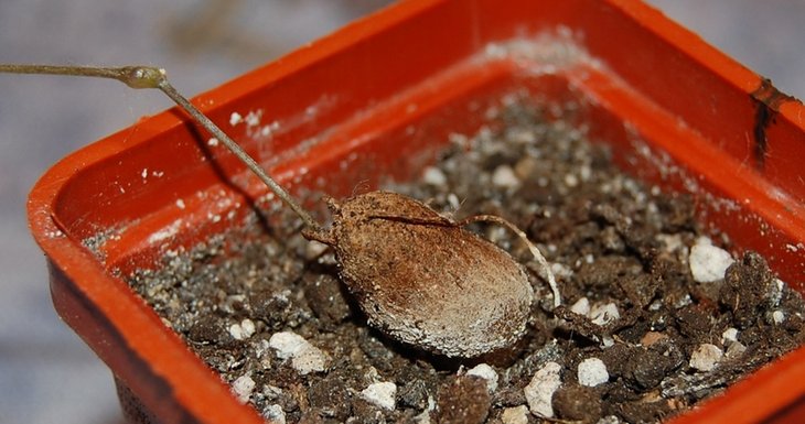 Diocsorea elephantipes2.jpg