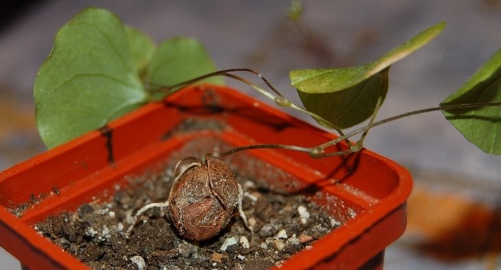 Dioscorea elephantipes1.jpg