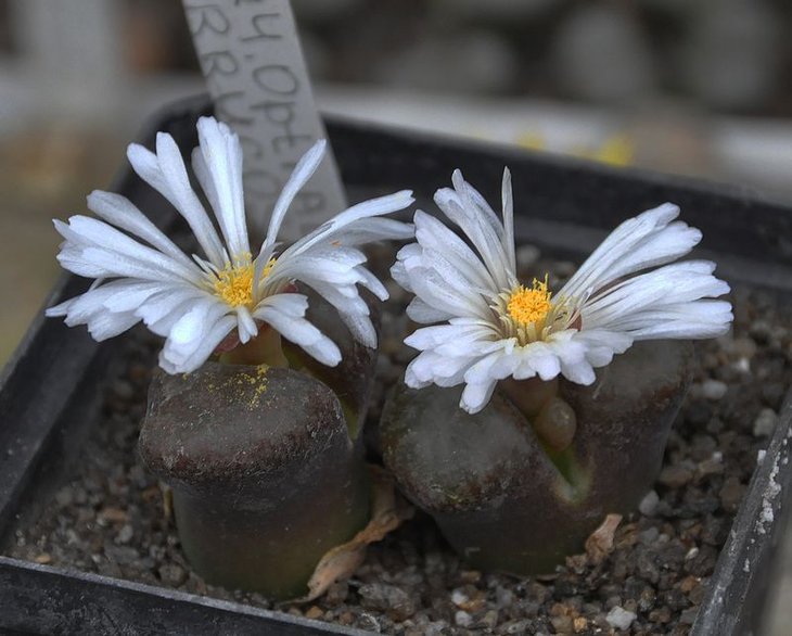 Ophthalmophyllum verrucosum