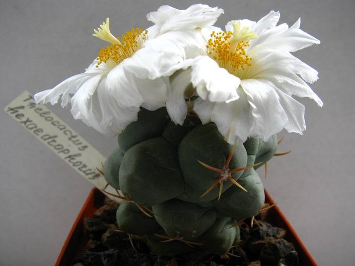 Thelocactus hexaedrophorus