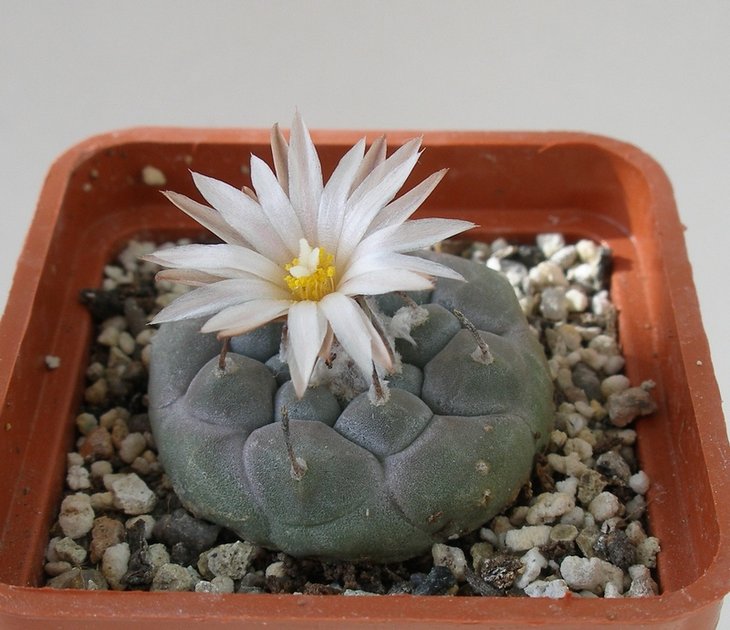 Turbinicarpus jauernigii