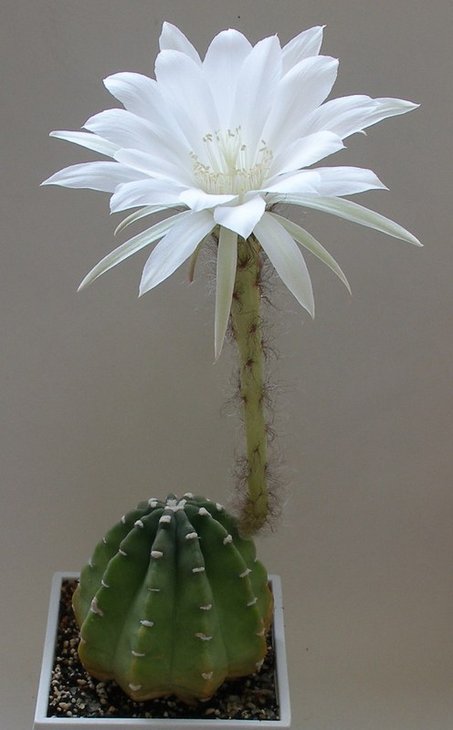 Echinopsis subdenudata
