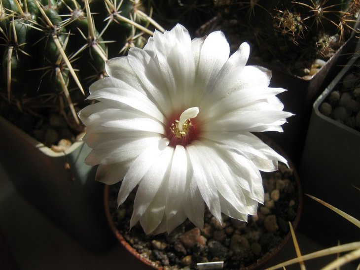 Gymnocаlycium calochlorum